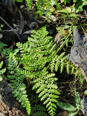 Dennstaedtia davallioides