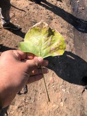 Populus deltoides