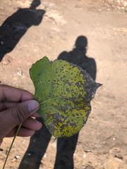 Populus deltoides