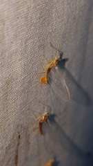 Ephemerella invaria