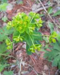 Euphorbia jenisseiensis