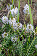 Astragalus austrosibiricus
