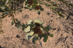 Leucadendron loranthifolium