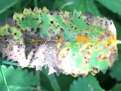 Xenodochus carbonarius