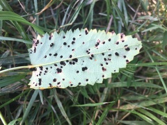 Xenodochus carbonarius
