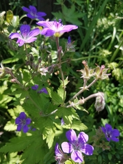 Geranium sylvaticum