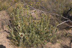 Leucadendron loranthifolium