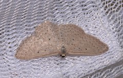 Scopula sublinearia
