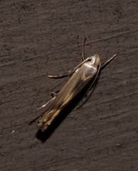 Thiotricha atractodes