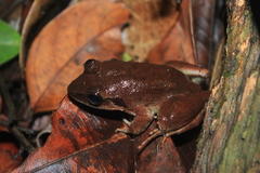 Limnonectes paramacrodon