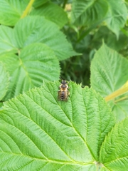 Apis mellifera