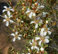 Leptospermum coriaceum