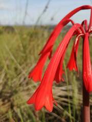 Cyrtanthus angustifolius