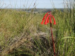 Cyrtanthus angustifolius