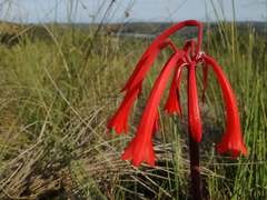 Cyrtanthus angustifolius