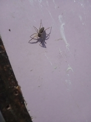 Spartaeus spinimanus