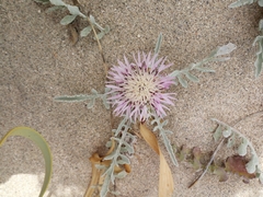 Centaurea pumilio