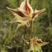 Gladiolus tristis - Photo (c) Adriaan Grobler, algunos derechos reservados (CC BY-NC), subido por Adriaan Grobler