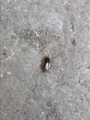 Blattella germanica