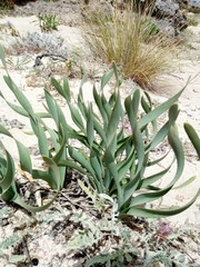 Pancratium maritimum: 기원과 용도 — 사진 2