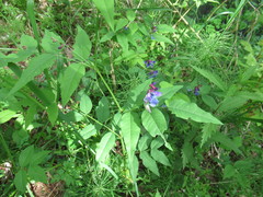 Vicia venosa