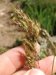 Pentameris curvifolia