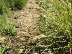 Pentameris curvifolia