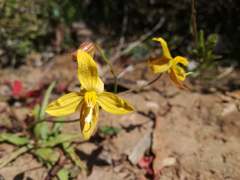 Cyanella lutea lutea