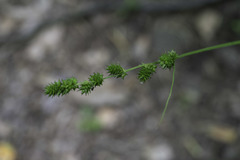 Carex sparganioides