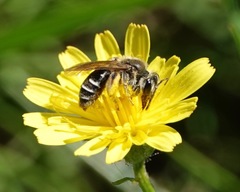 Andrena nasonii
