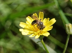 Andrena nasonii