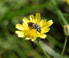 Andrena nasonii