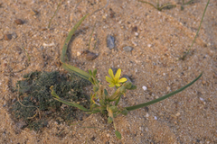 Moraea lewisiae