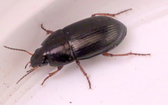 Amara familiaris