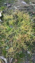 Cyperus flaccidus