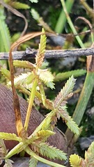 Cyperus flaccidus