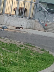 Sciurus carolinensis