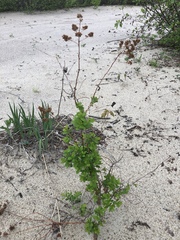Spiraea alba latifolia