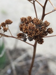 Spiraea alba latifolia