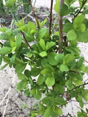 Spiraea alba latifolia