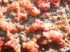 Dendrodoa grossularia