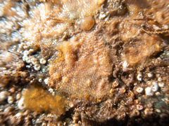 Oshurkovia littoralis
