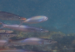 Caranx caballus