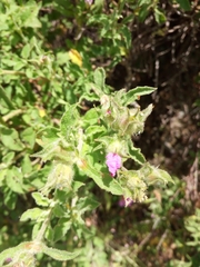 Cistus creticus creticus
