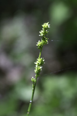 Carex sparganioides