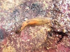 Flabelligera affinis