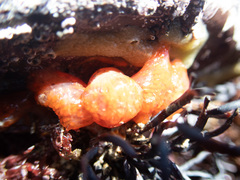 Aplidium punctum