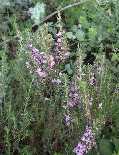 Image of Indigofera pappei by (c) Nicola van Berkel, some rights reserved (CC BY-SA)