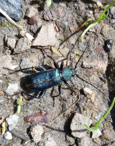 fuzáč fialový (Callidium violaceum)