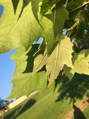 Platanus occidentalis
